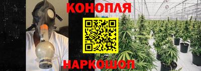 стаф Кингисепп